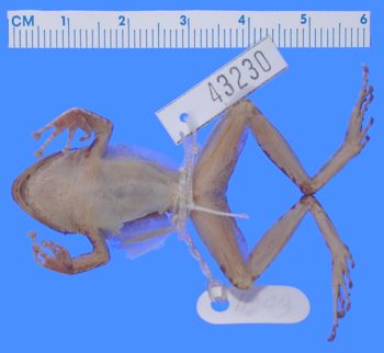 Media type: image; Herpetology A-43230